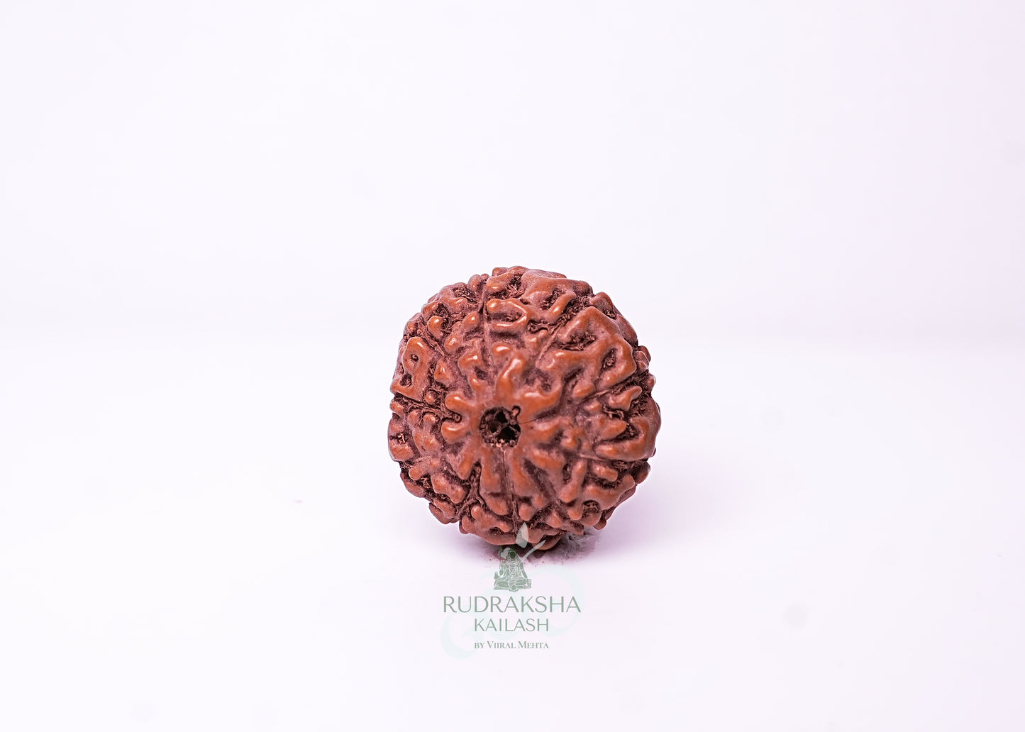 10 Mukhi Indonesian Rudraksha - 1001