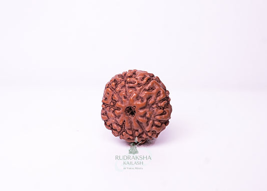10 Mukhi Indonesian Rudraksha - 1001