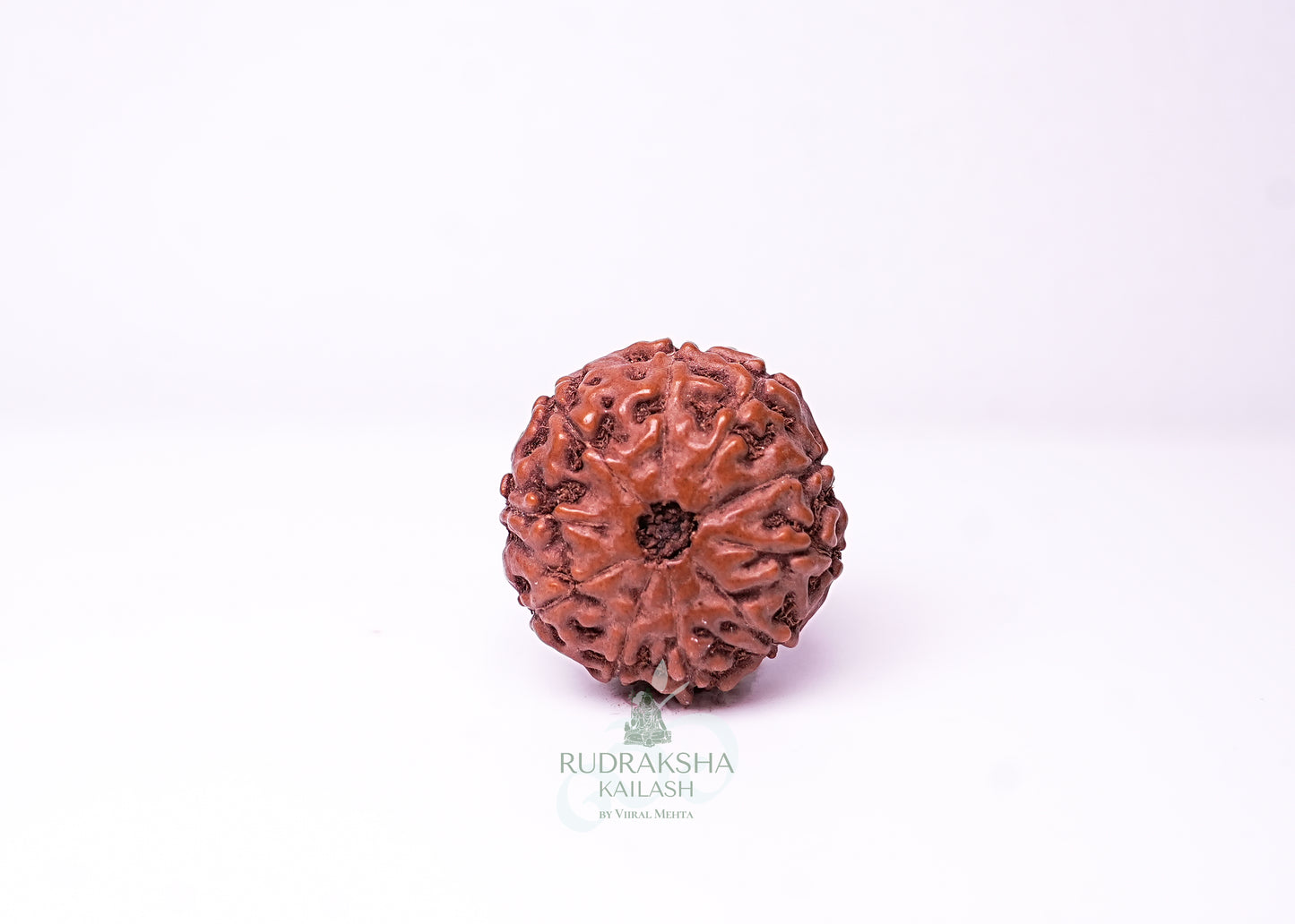 10 Mukhi Indonesian Rudraksha - 1001