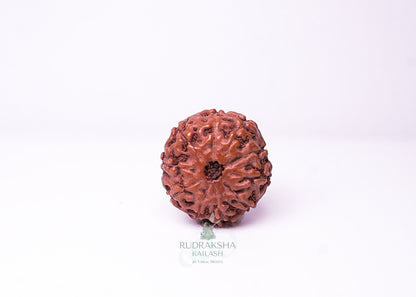 10 Mukhi Indonesian Rudraksha - 1001