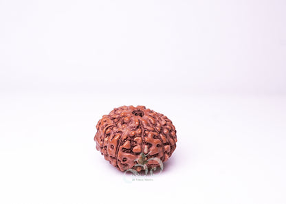 10 Mukhi Indonesian Rudraksha - 1001