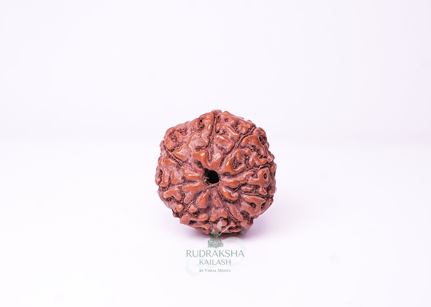 10 Mukhi Indonesian Rudraksha - 1002