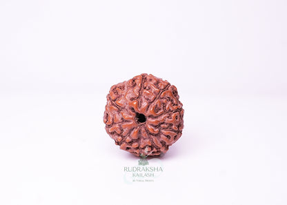 10 Mukhi Indonesian Rudraksha - 1002