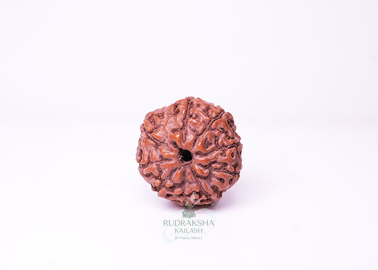 10 Mukhi Indonesian Rudraksha - 1002