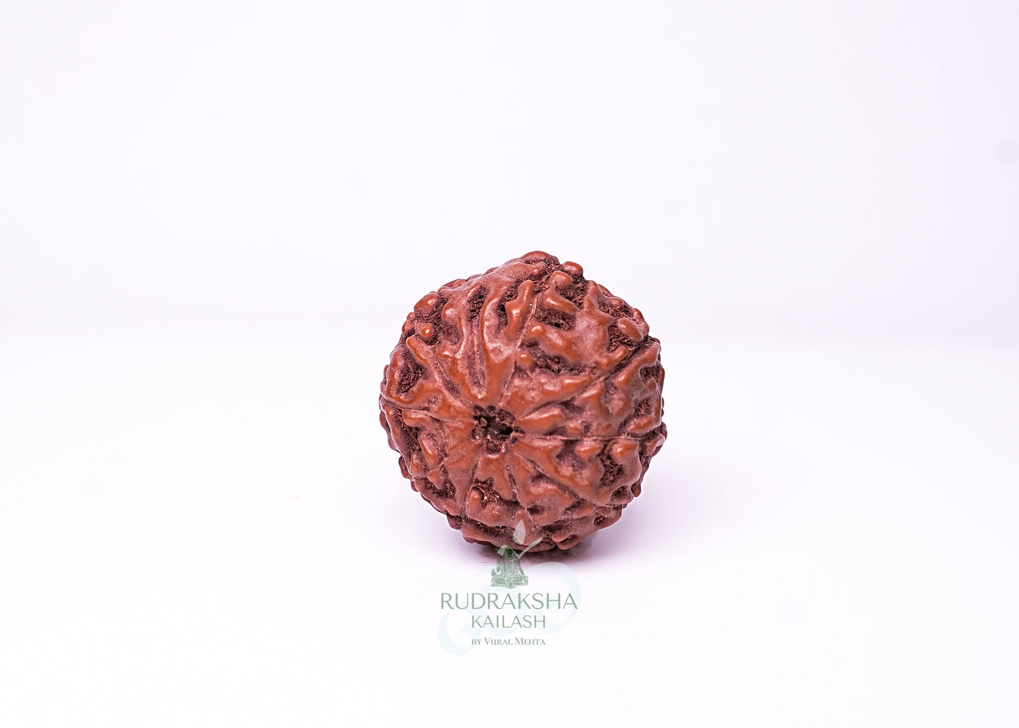 10 Mukhi Indonesian Rudraksha - 1002