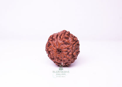 10 Mukhi Indonesian Rudraksha - 1002