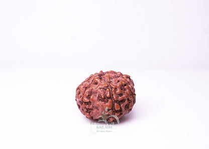 10 Mukhi Indonesian Rudraksha - 1002