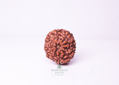 10 Mukhi Indonesian Rudraksha - 1003