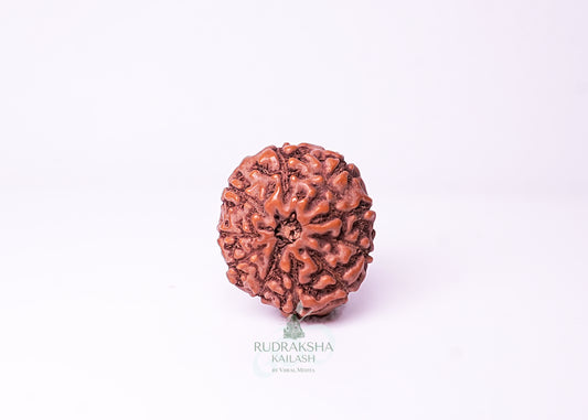 10 Mukhi Indonesian Rudraksha - 1003