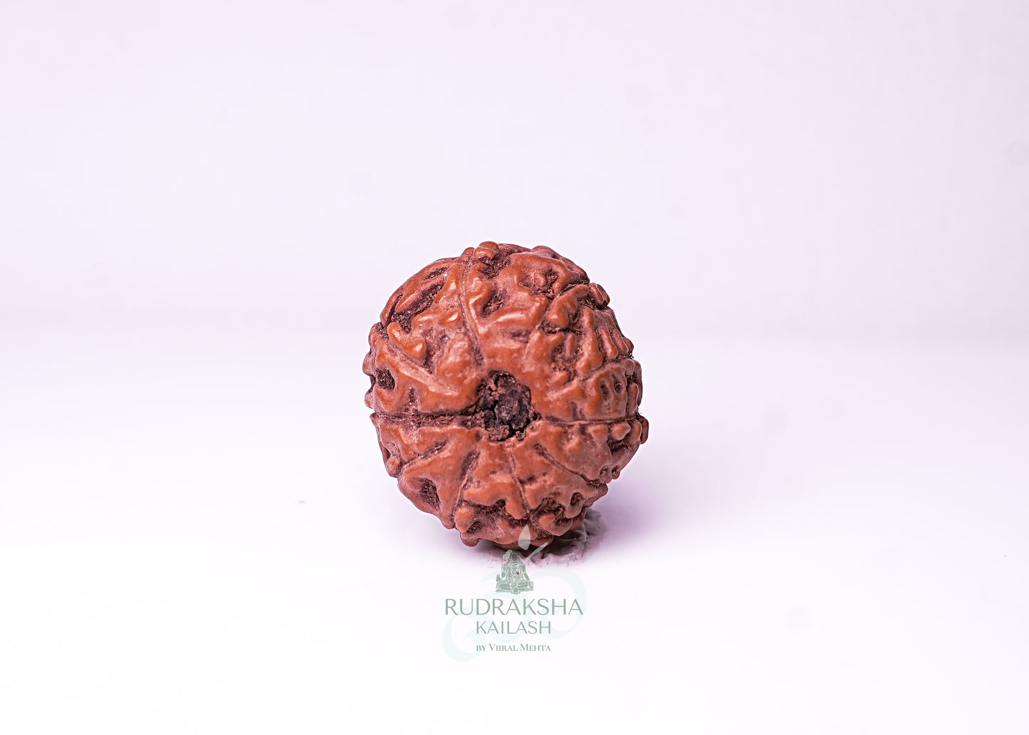 10 Mukhi Indonesian Rudraksha - 1003