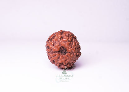 10 Mukhi Indonesian Rudraksha - 1003