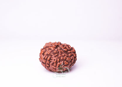 10 Mukhi Indonesian Rudraksha - 1003