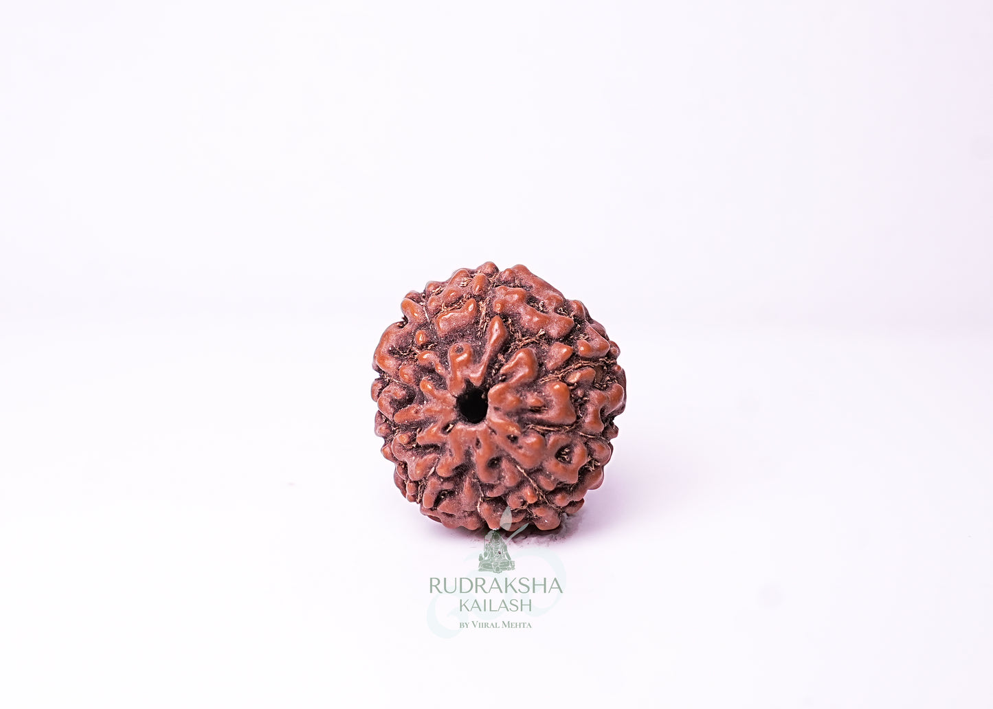 10 Mukhi Indonesian Rudraksha - 1004