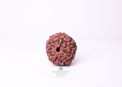 10 Mukhi Indonesian Rudraksha - 1004