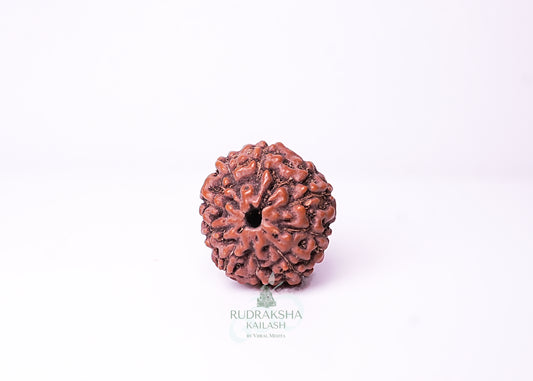 10 Mukhi Indonesian Rudraksha - 1004