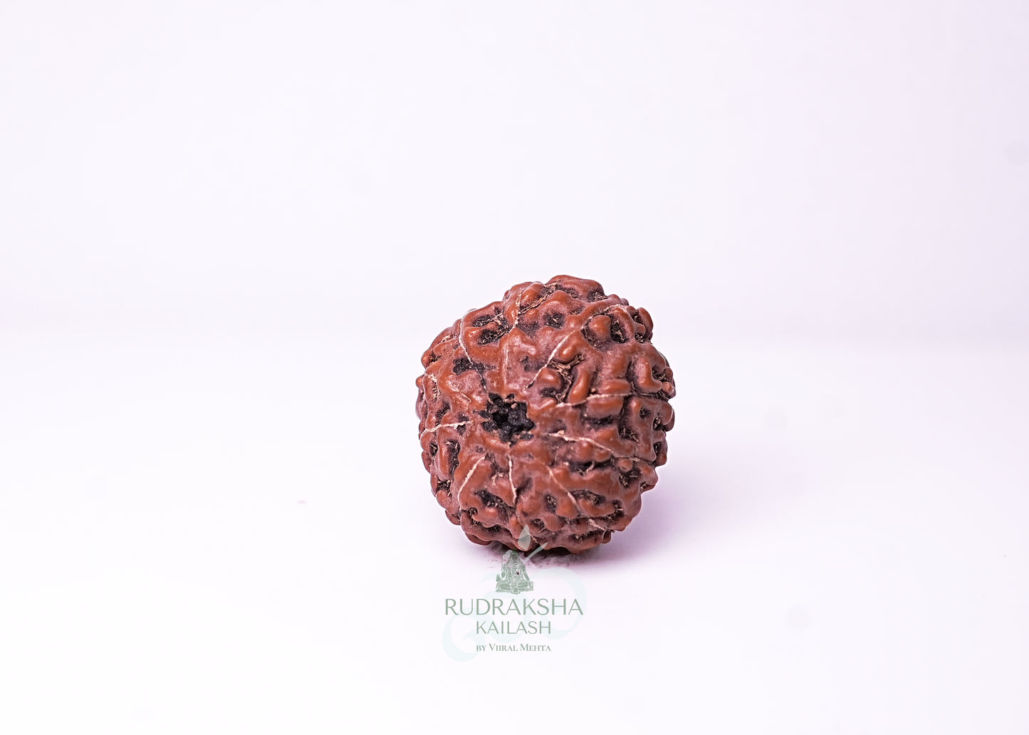 10 Mukhi Indonesian Rudraksha - 1004