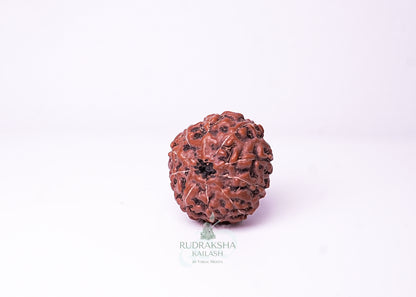 10 Mukhi Indonesian Rudraksha - 1004