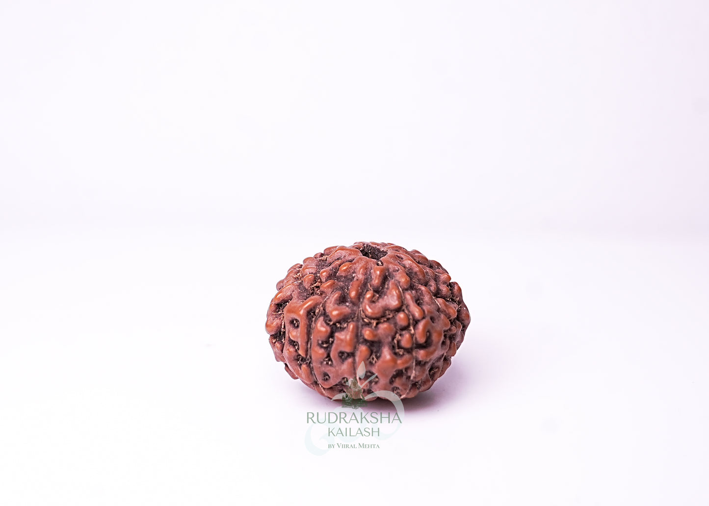 10 Mukhi Indonesian Rudraksha - 1004