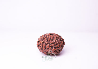 10 Mukhi Indonesian Rudraksha - 1004
