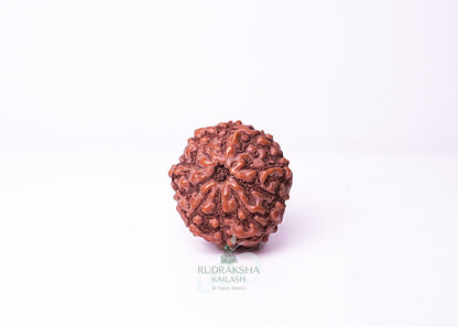 10 Mukhi Indonesian Rudraksha - 1005
