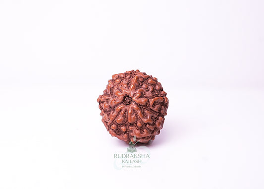 10 Mukhi Indonesian Rudraksha - 1005