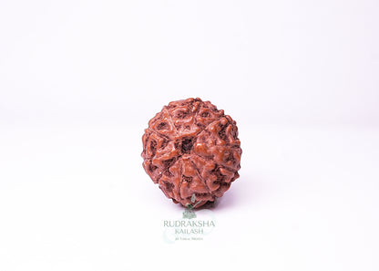 10 Mukhi Indonesian Rudraksha - 1005