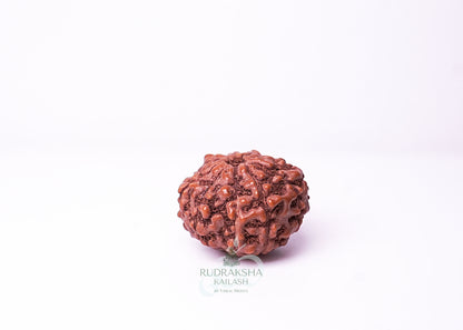 10 Mukhi Indonesian Rudraksha - 1005