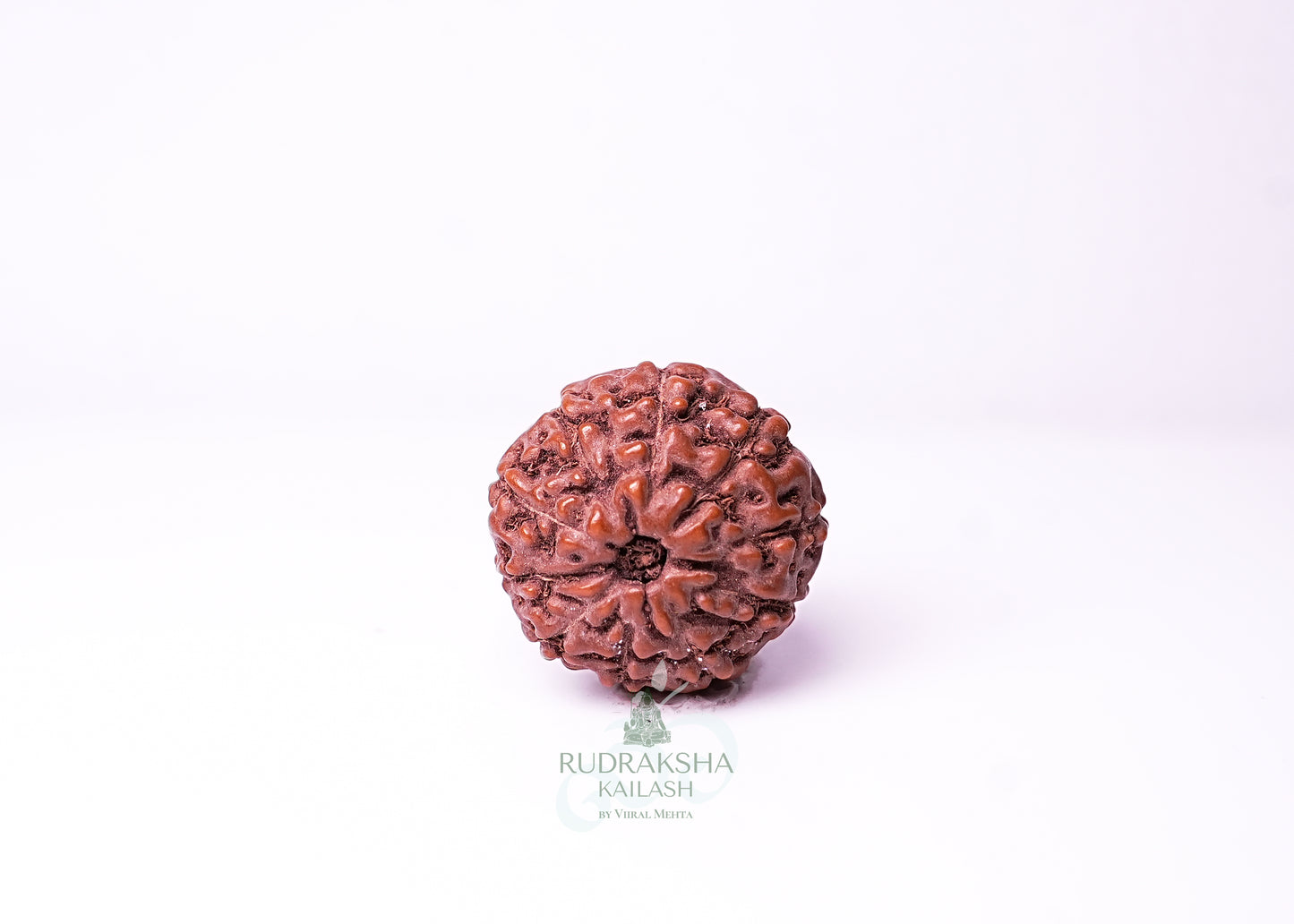 10 Mukhi Indonesian Rudraksha - 1006