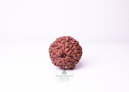 10 Mukhi Indonesian Rudraksha - 1006