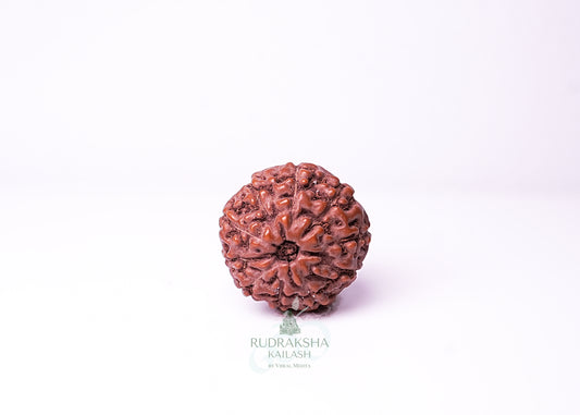 10 Mukhi Indonesian Rudraksha - 1006