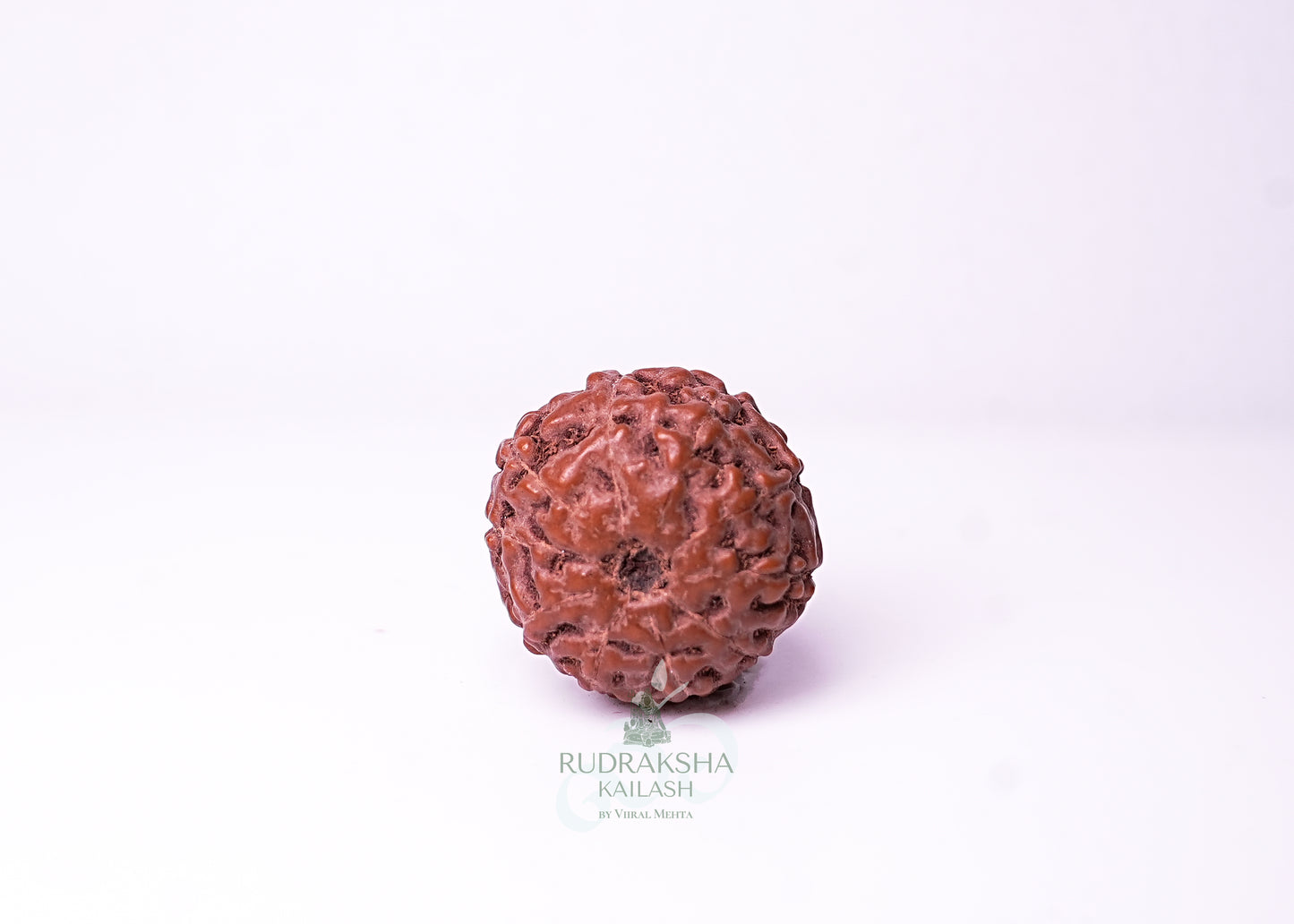 10 Mukhi Indonesian Rudraksha - 1006