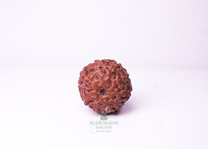 10 Mukhi Indonesian Rudraksha - 1006