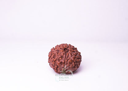 10 Mukhi Indonesian Rudraksha - 1006