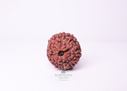 10 Mukhi Indonesian Rudraksha - 1007