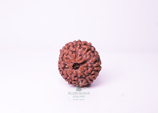 10 Mukhi Indonesian Rudraksha - 1007