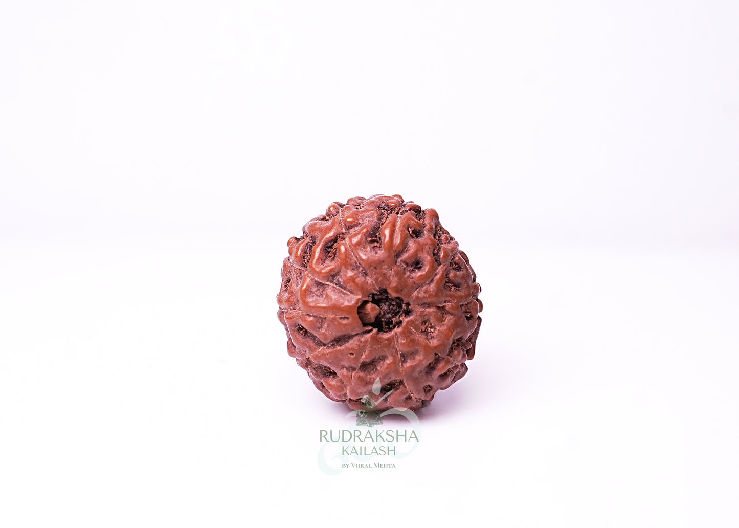 10 Mukhi Indonesian Rudraksha - 1007