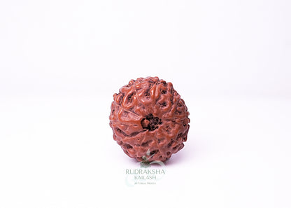 10 Mukhi Indonesian Rudraksha - 1007