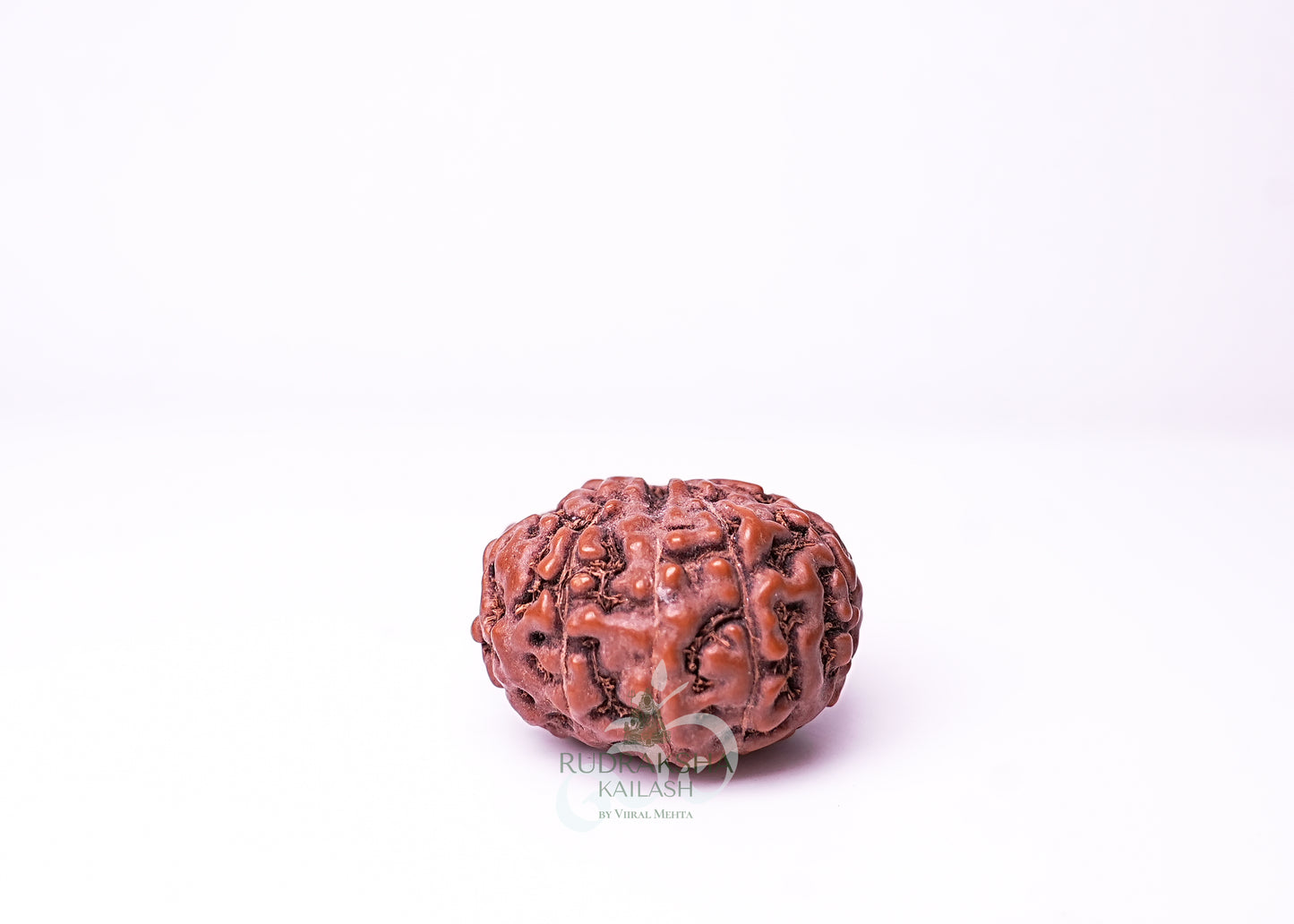 10 Mukhi Indonesian Rudraksha - 1007