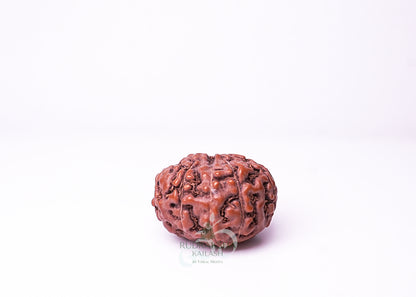 10 Mukhi Indonesian Rudraksha - 1007