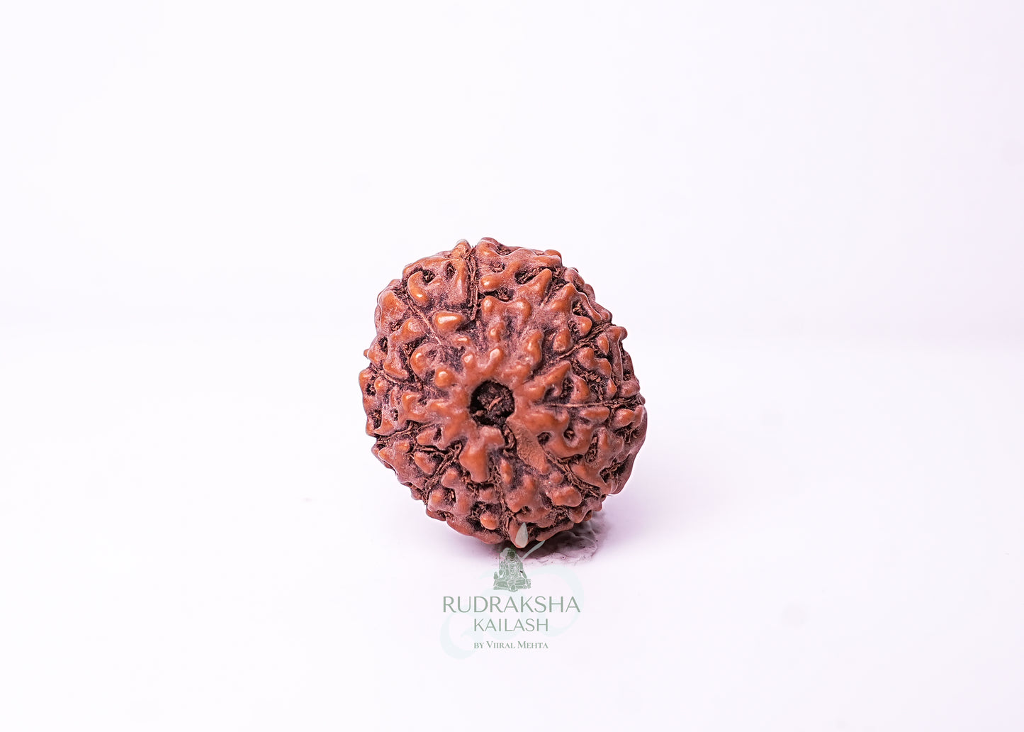 10 Mukhi Indonesian Rudraksha - 1008