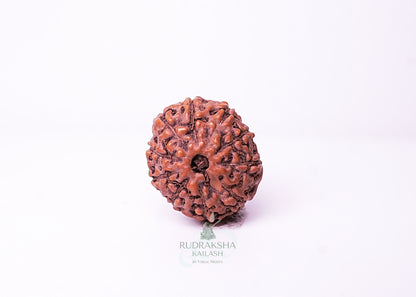10 Mukhi Indonesian Rudraksha - 1008