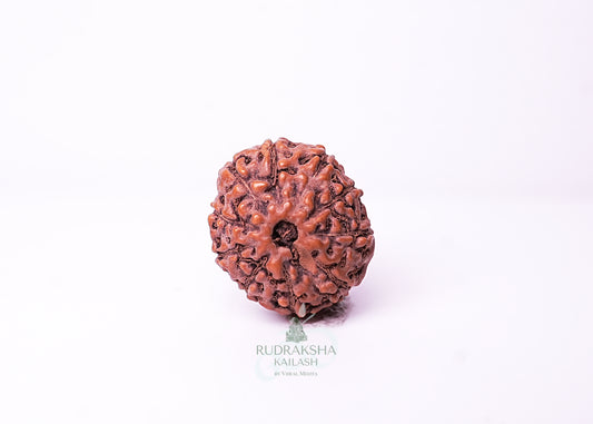 10 Mukhi Indonesian Rudraksha - 1008