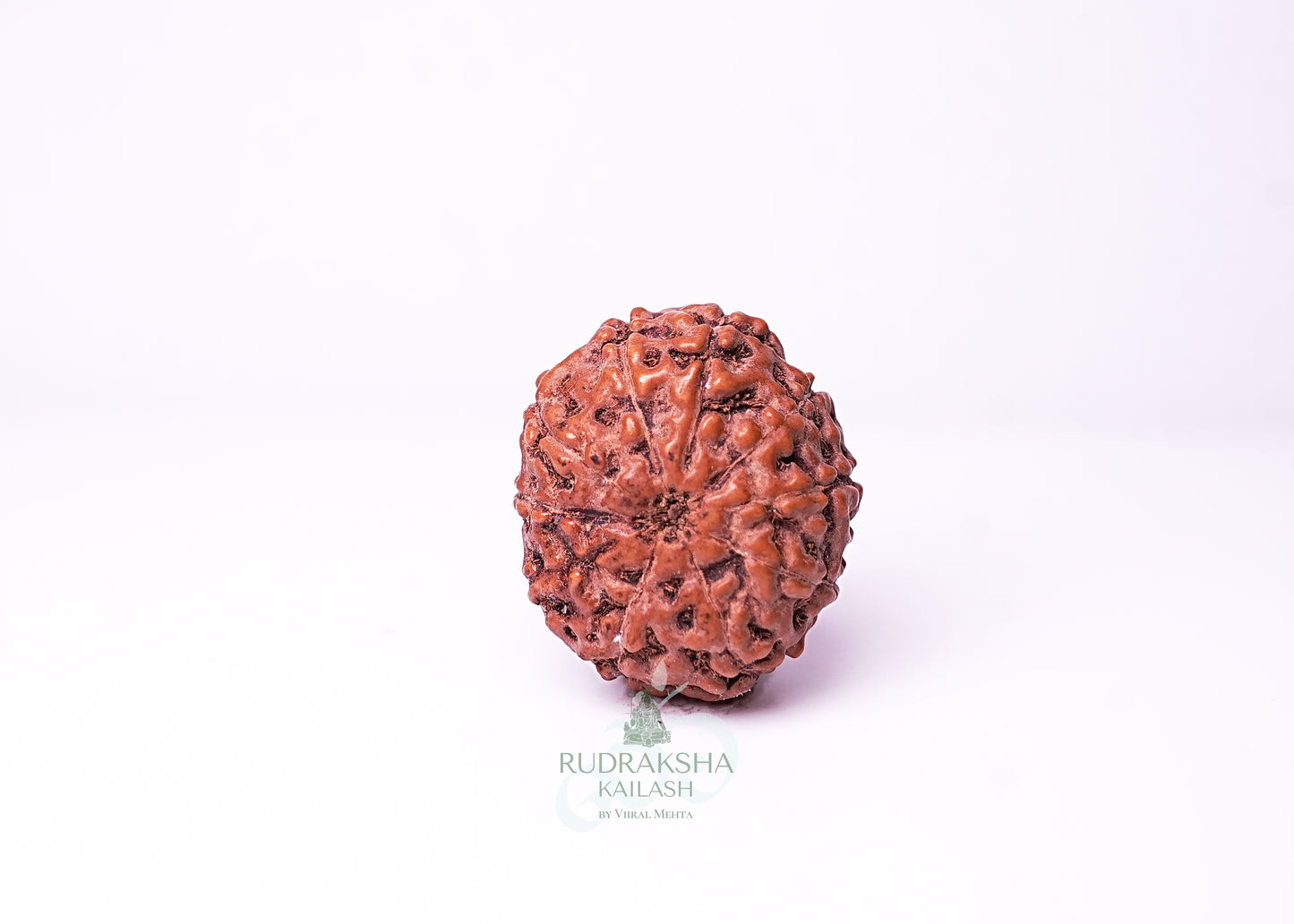 10 Mukhi Indonesian Rudraksha - 1008