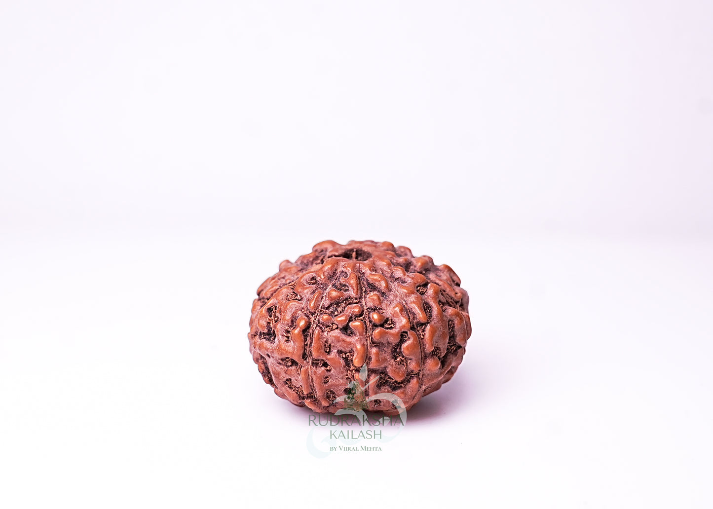 10 Mukhi Indonesian Rudraksha - 1008
