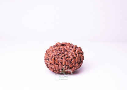 10 Mukhi Indonesian Rudraksha - 1008