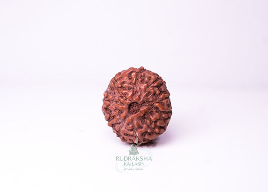 10 Mukhi Indonesian Rudraksha - 1009