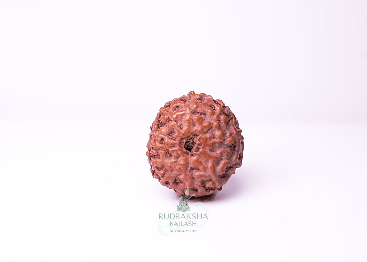 10 Mukhi Indonesian Rudraksha - 1009
