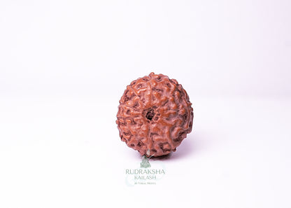 10 Mukhi Indonesian Rudraksha - 1009