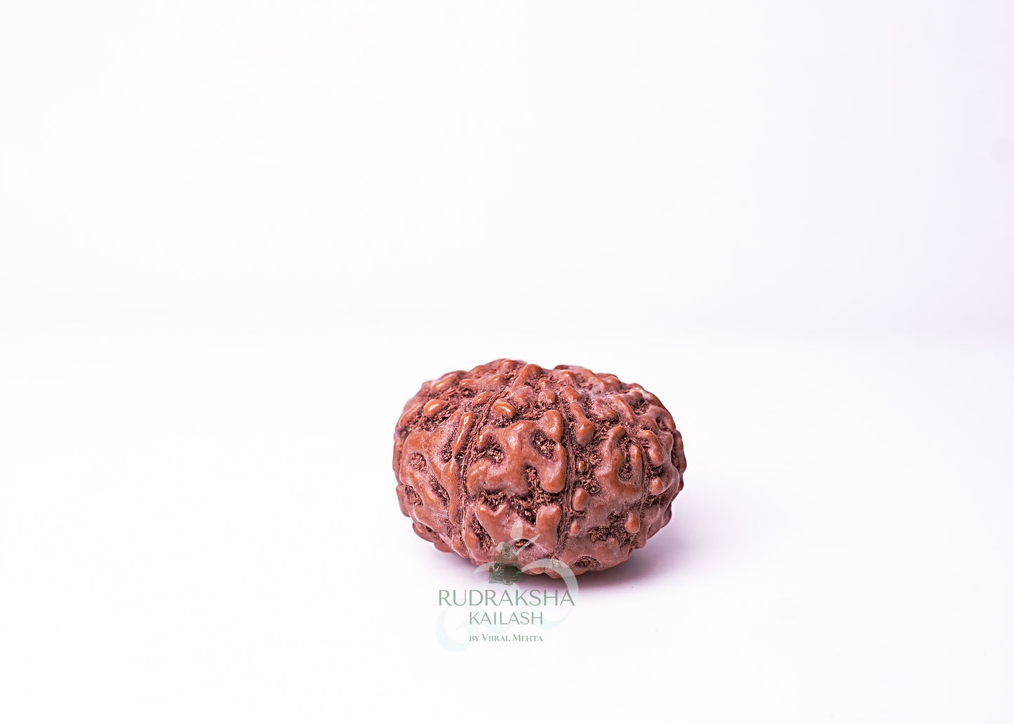 10 Mukhi Indonesian Rudraksha - 1009