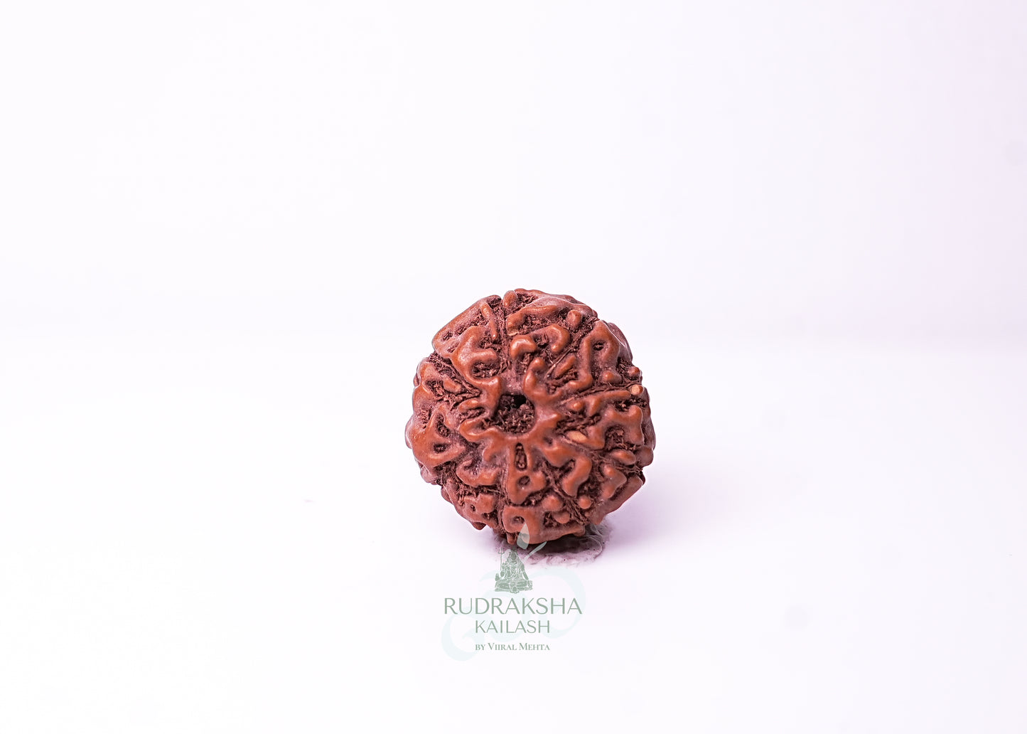 10 Mukhi Indonesian Rudraksha - 1011